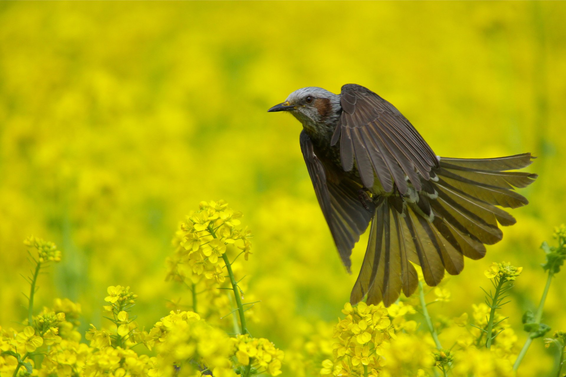 pájaro bul bul verano campo naturaleza floración