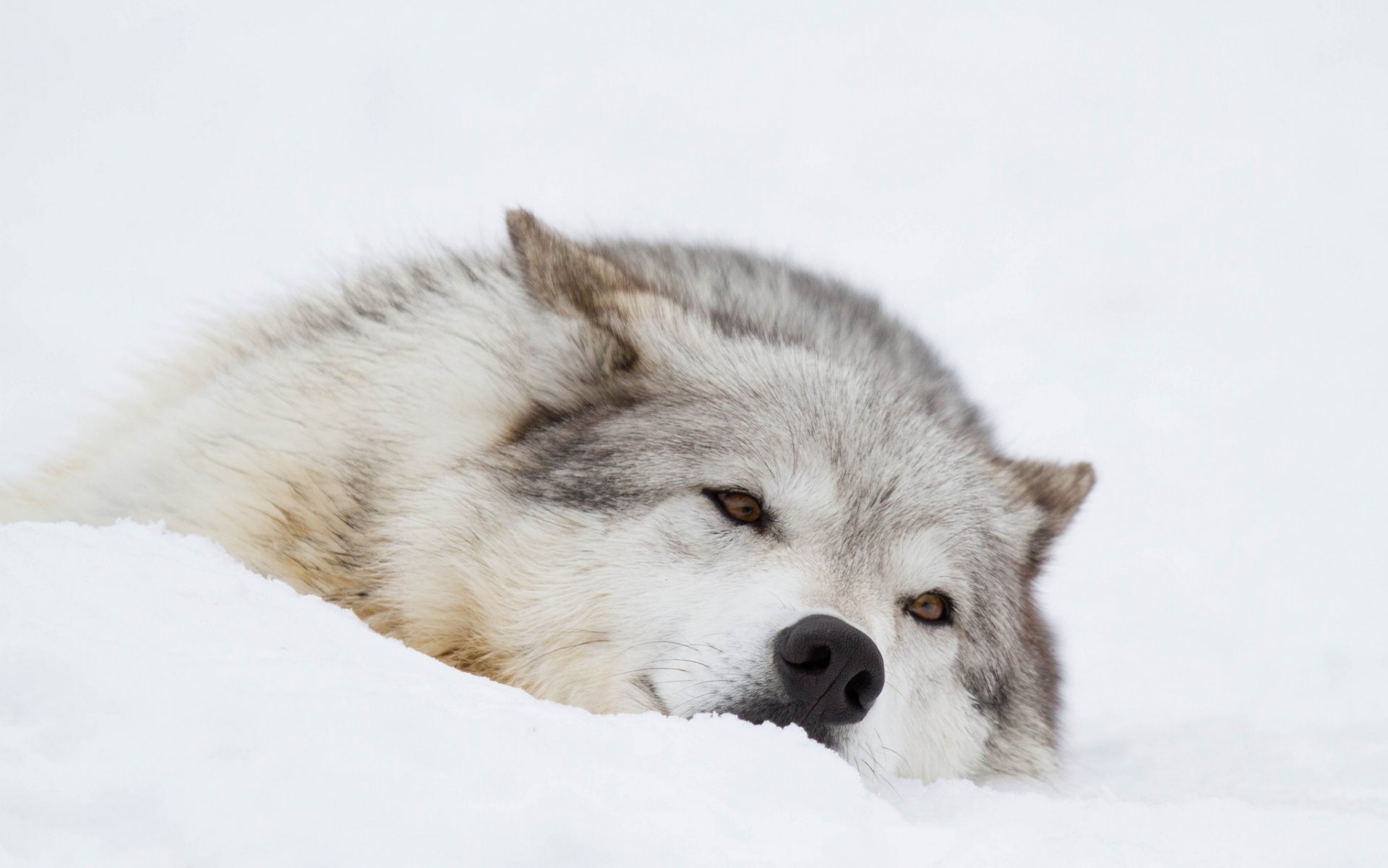 loup museau repos hiver neige