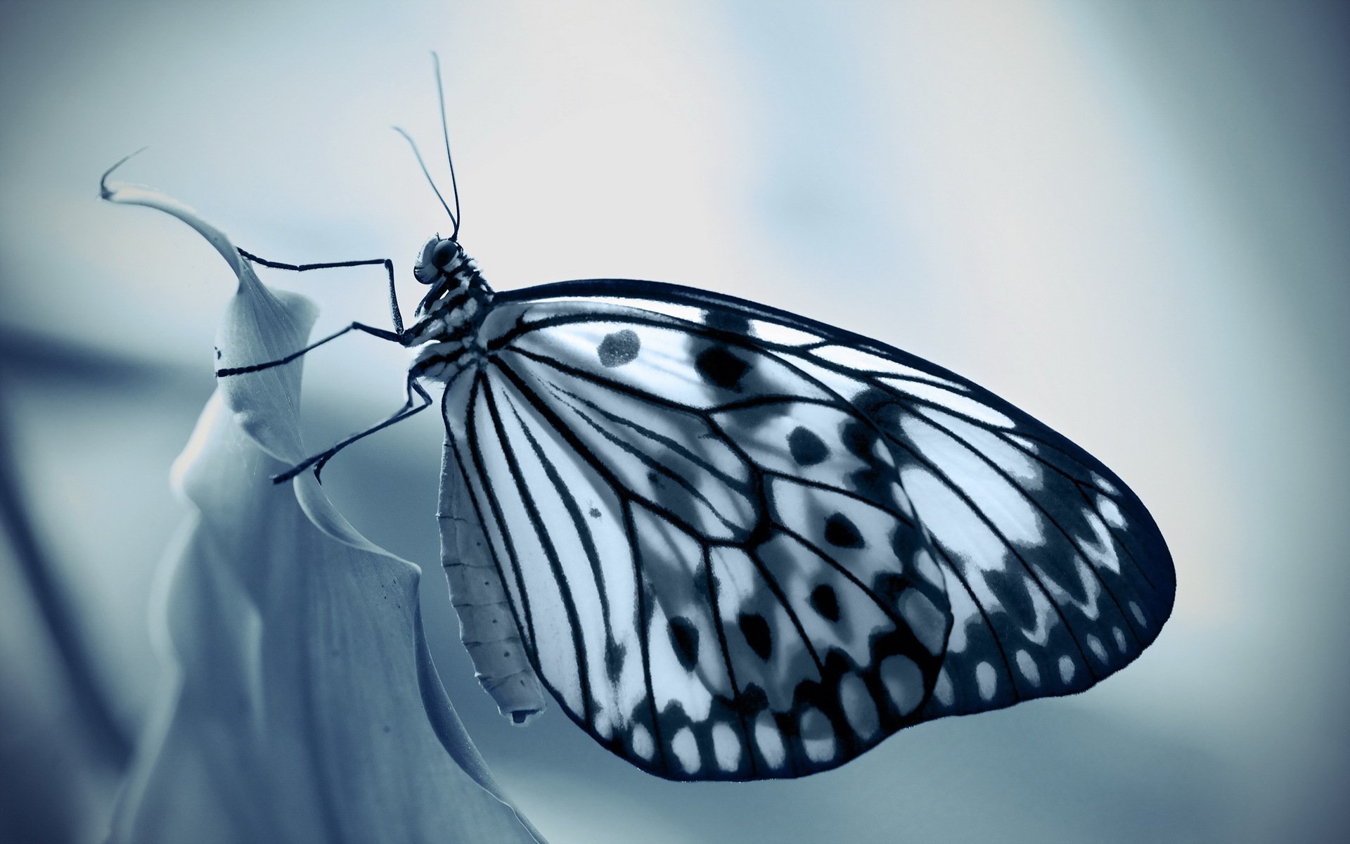 butterfly nature background