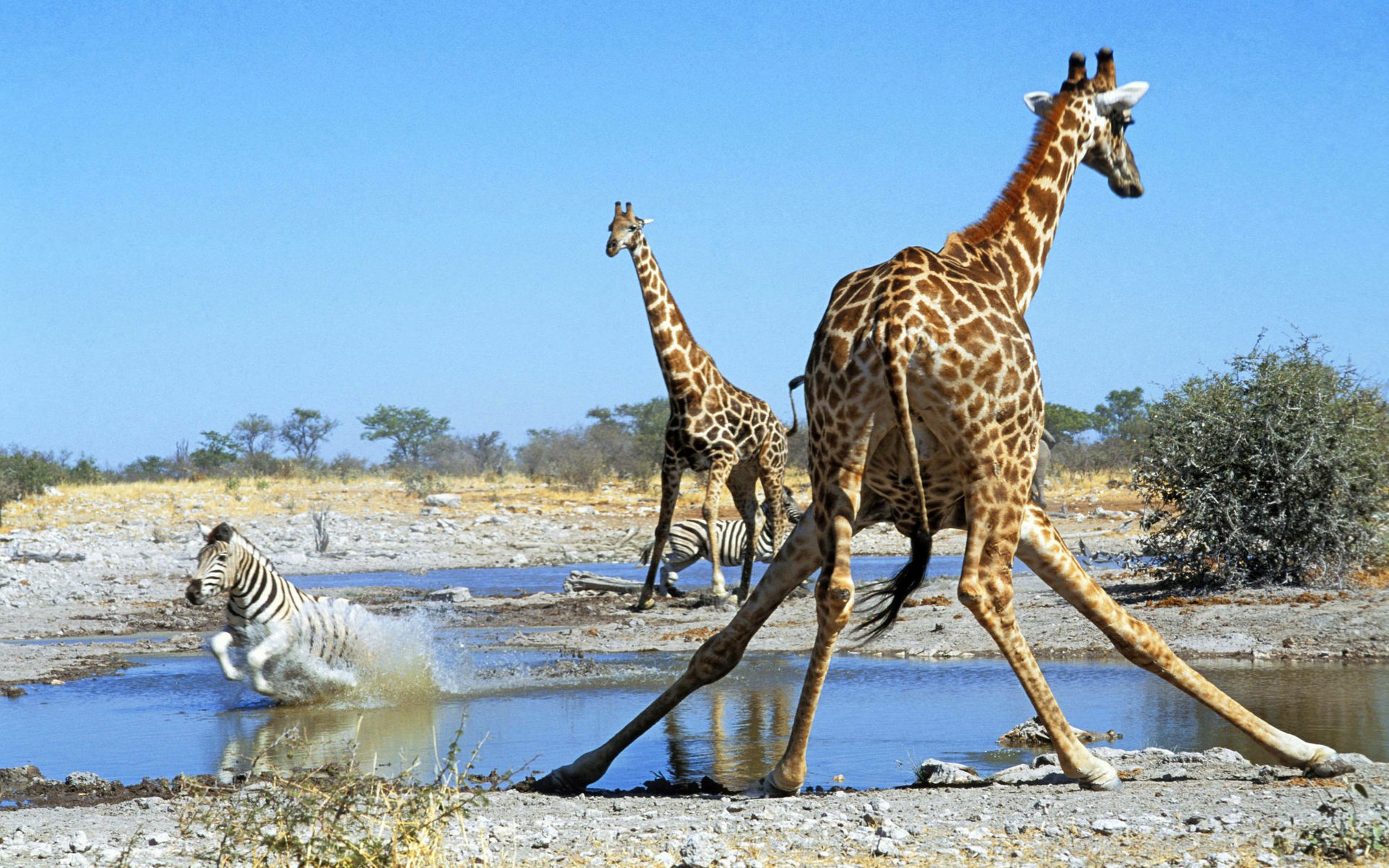 giraffe zebra africa savannah watering