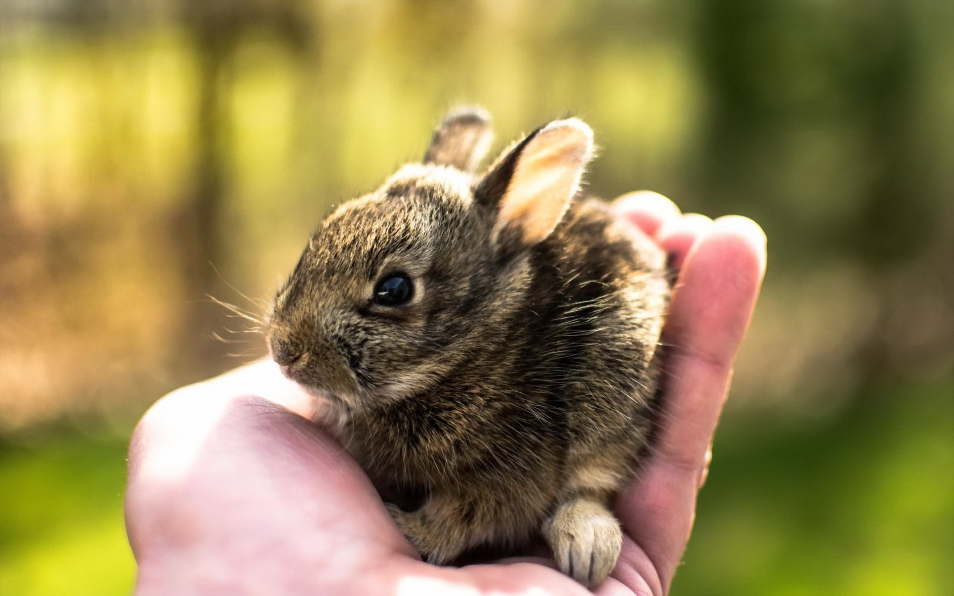 hase hand natur