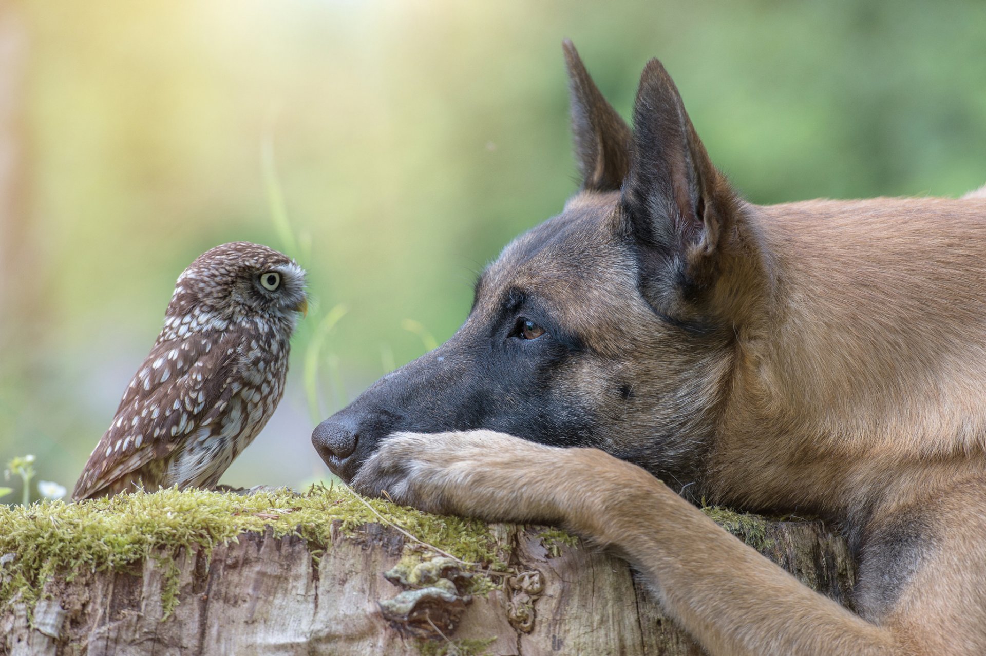 animale cane profilo testa ceppo uccello gufo