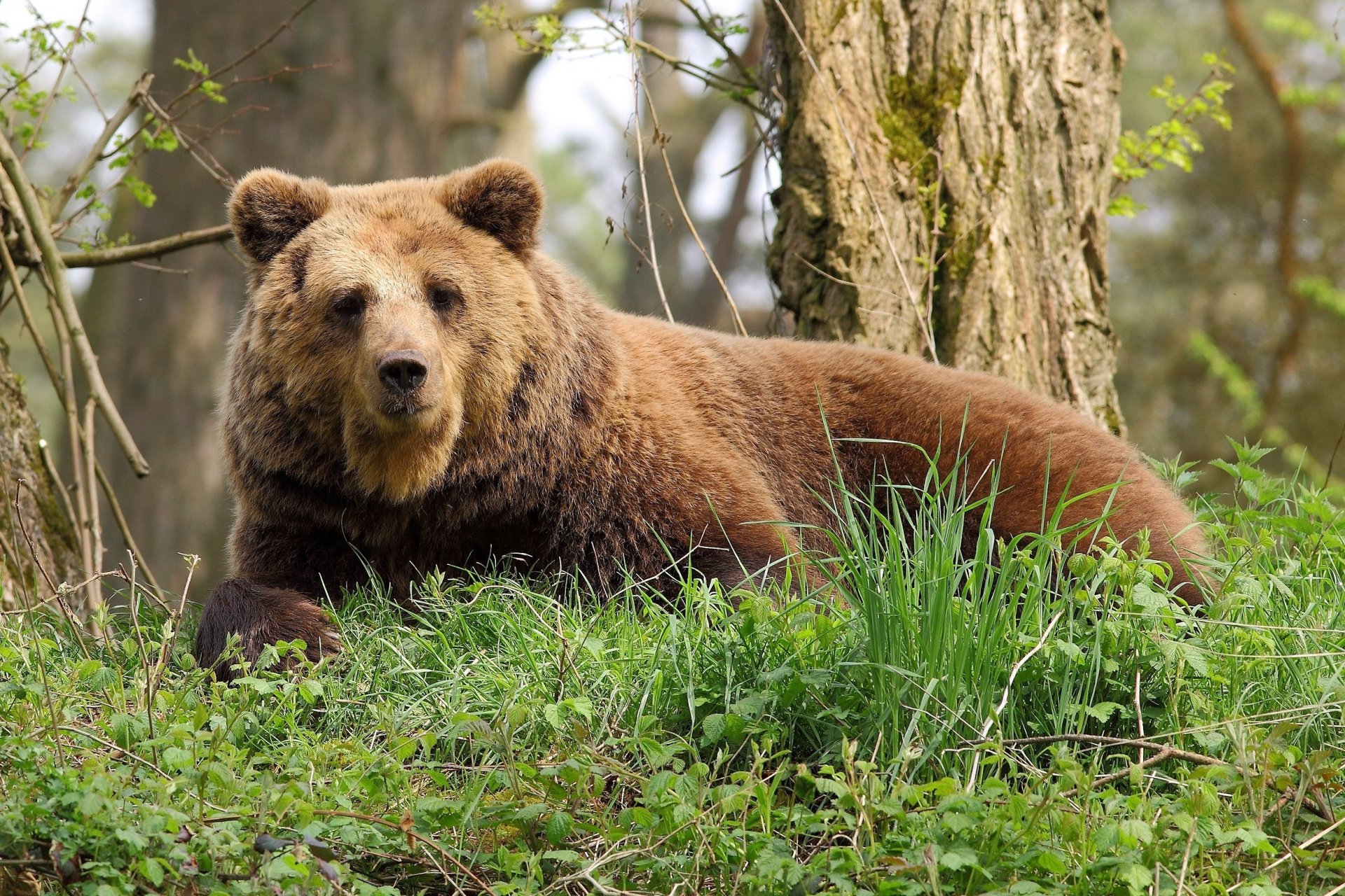 orso riposo foresta