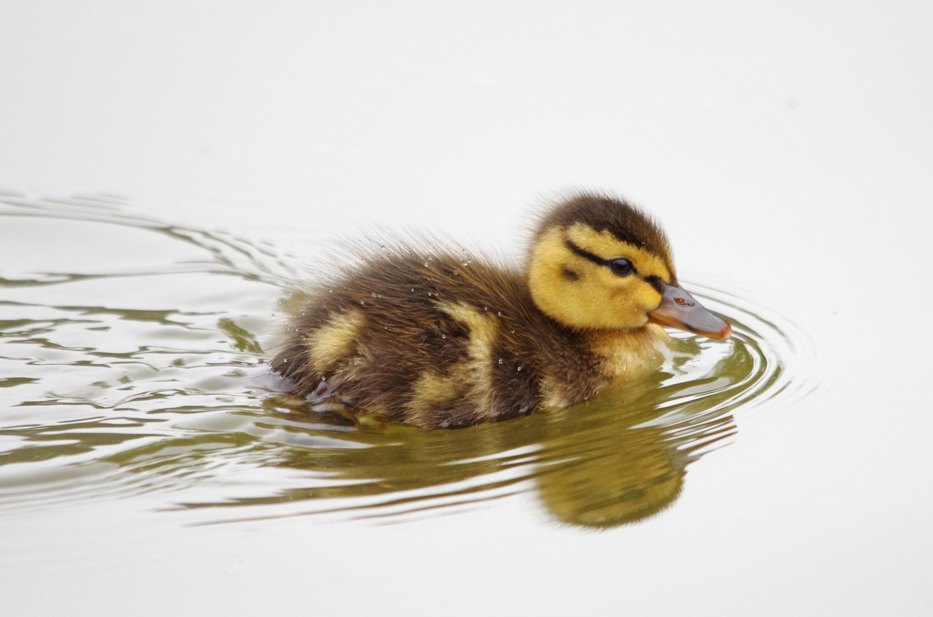 vogel ente