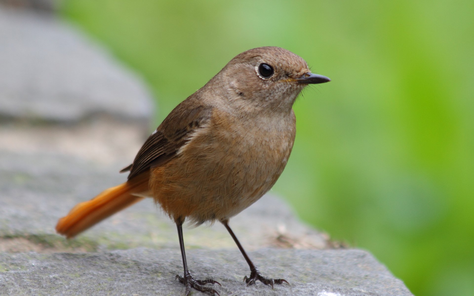 vogel oberfläche makro stein grün