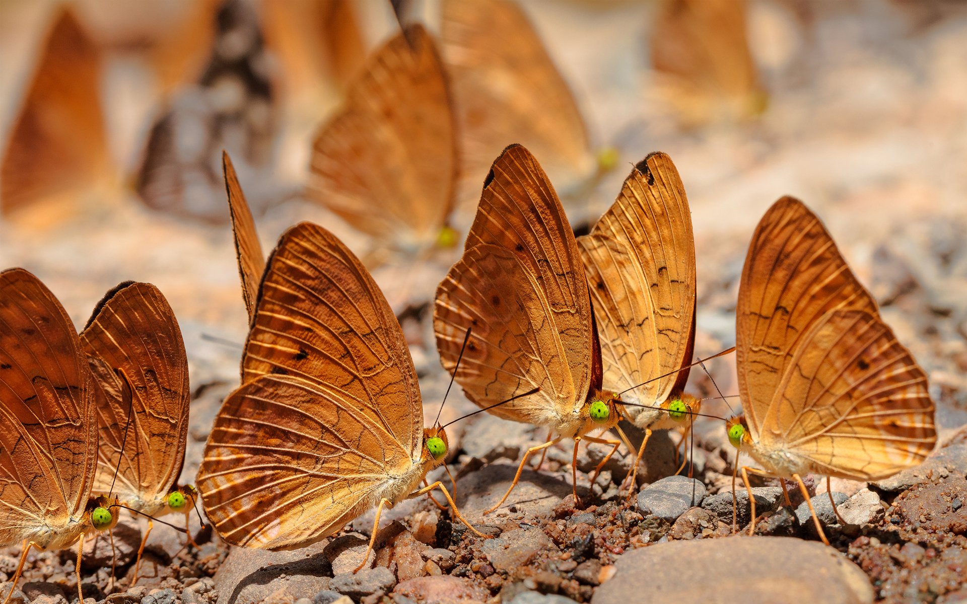 insects butterflies stones pebbles a lot earth