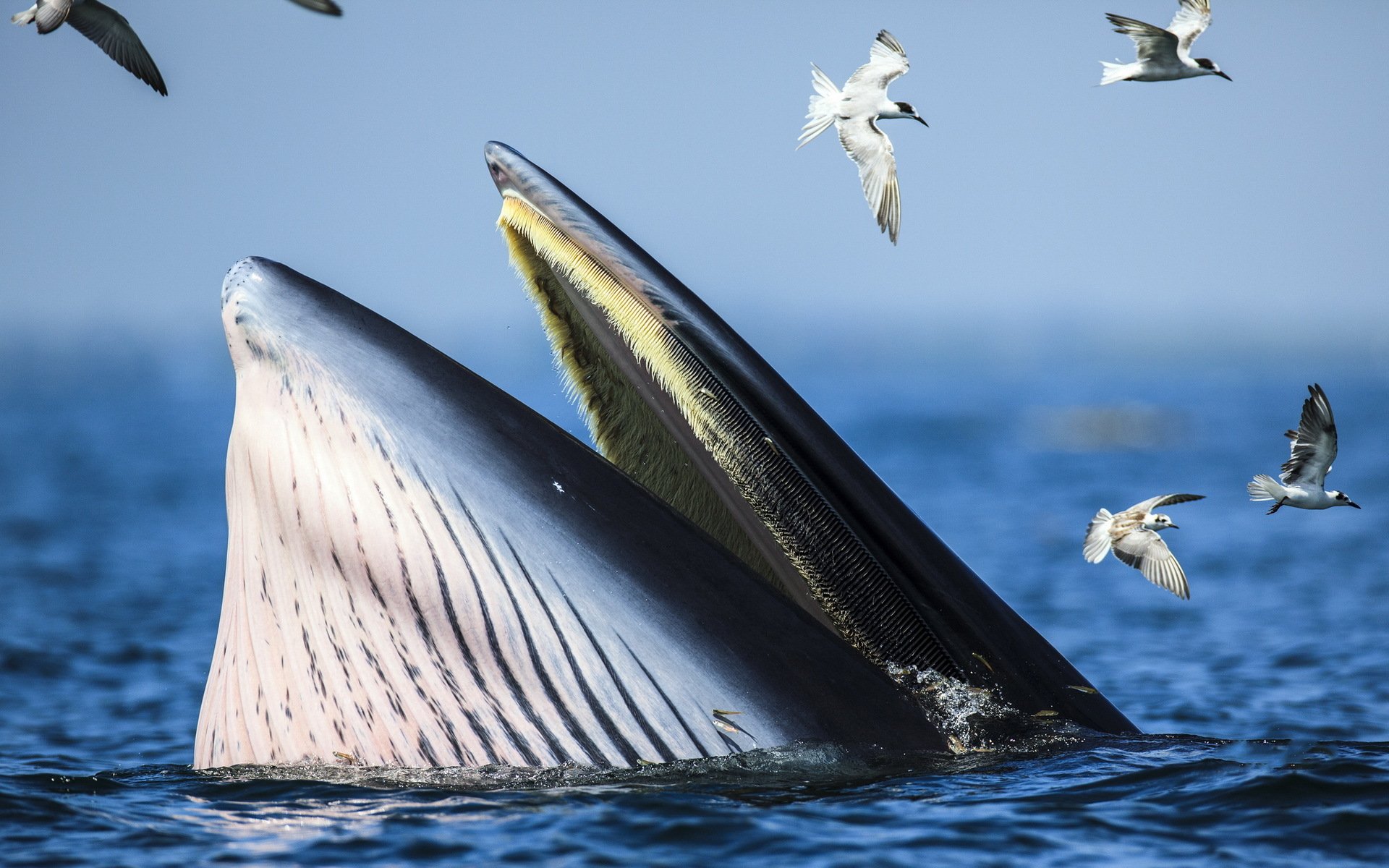 whale birds sea