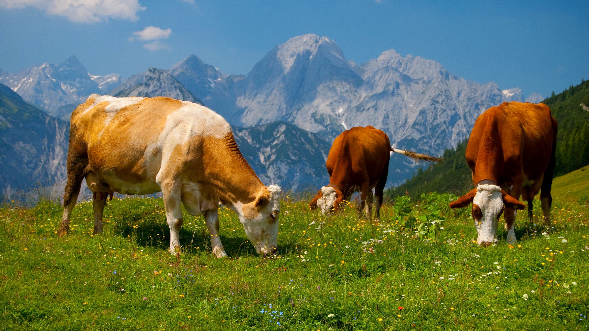 vaca paisaje cielo montañas alpes prado hierba