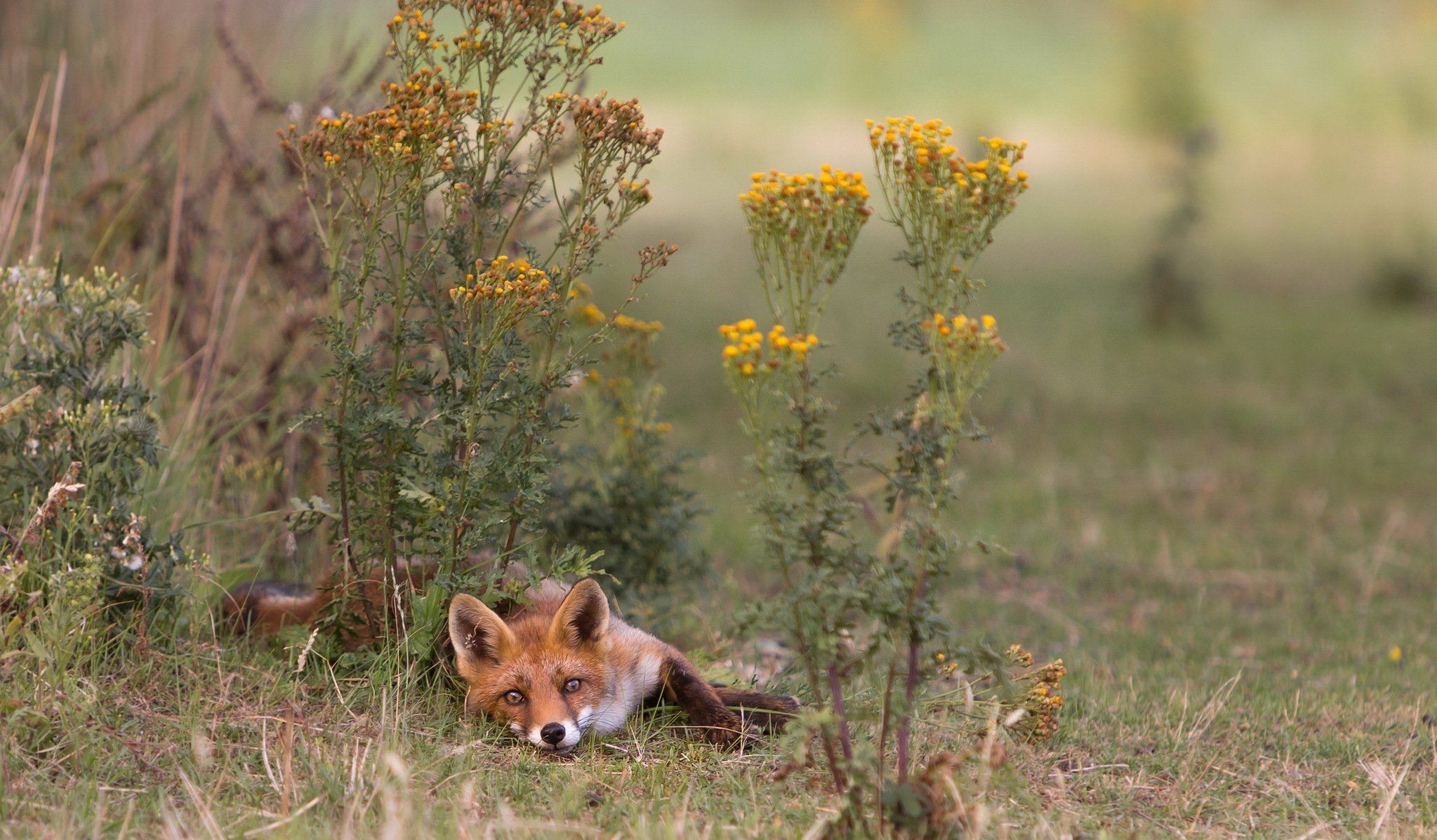 fuchs natur sommer