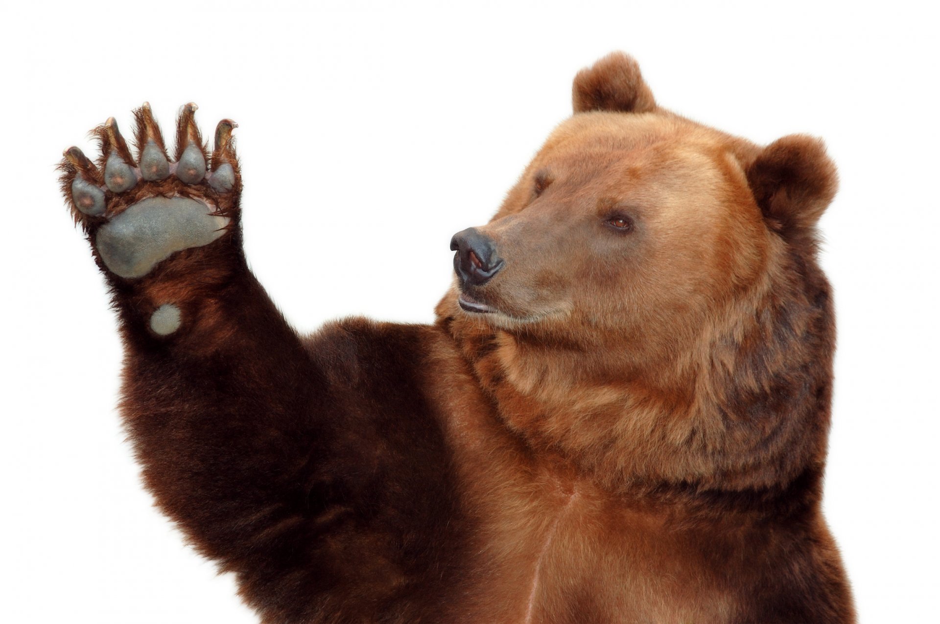 bear teddy bear paw white background