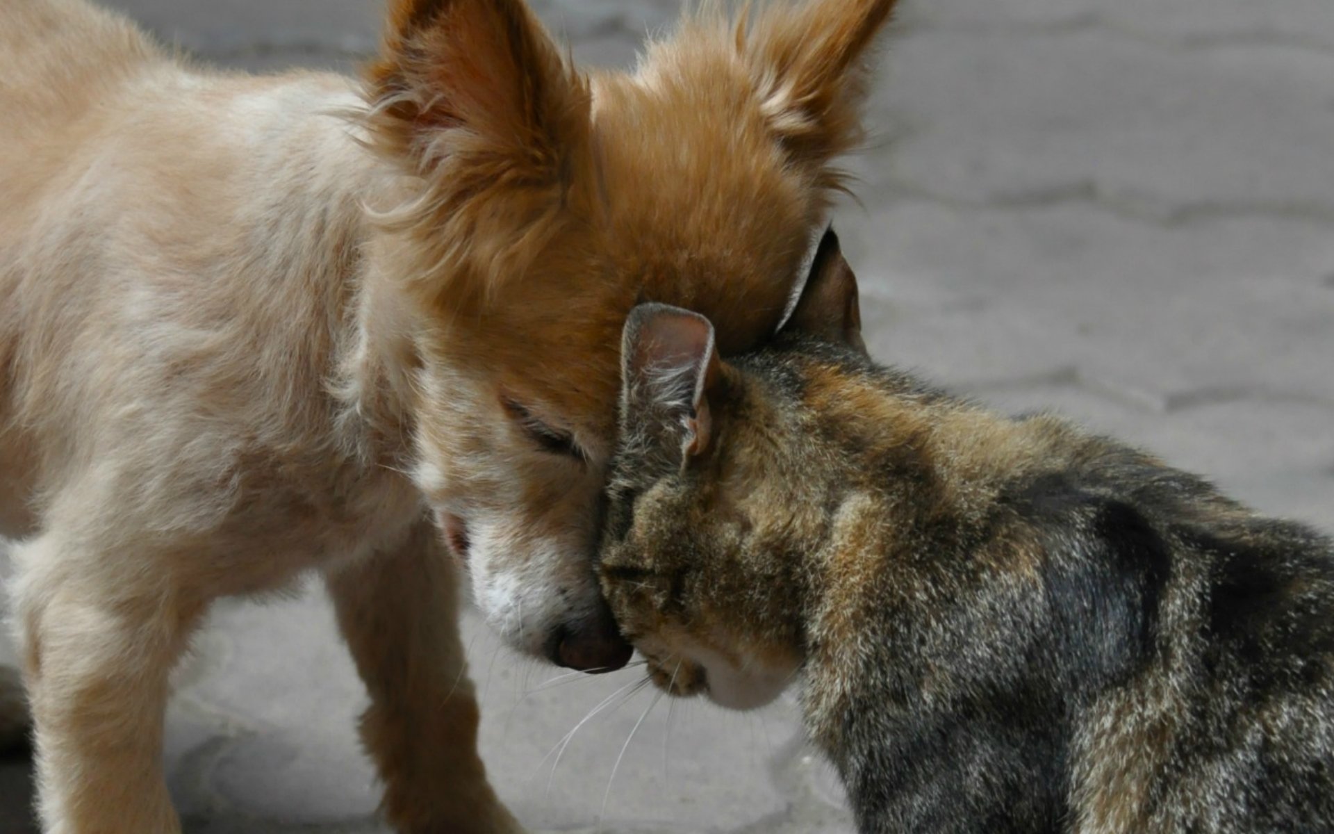 dog cat friendship friend