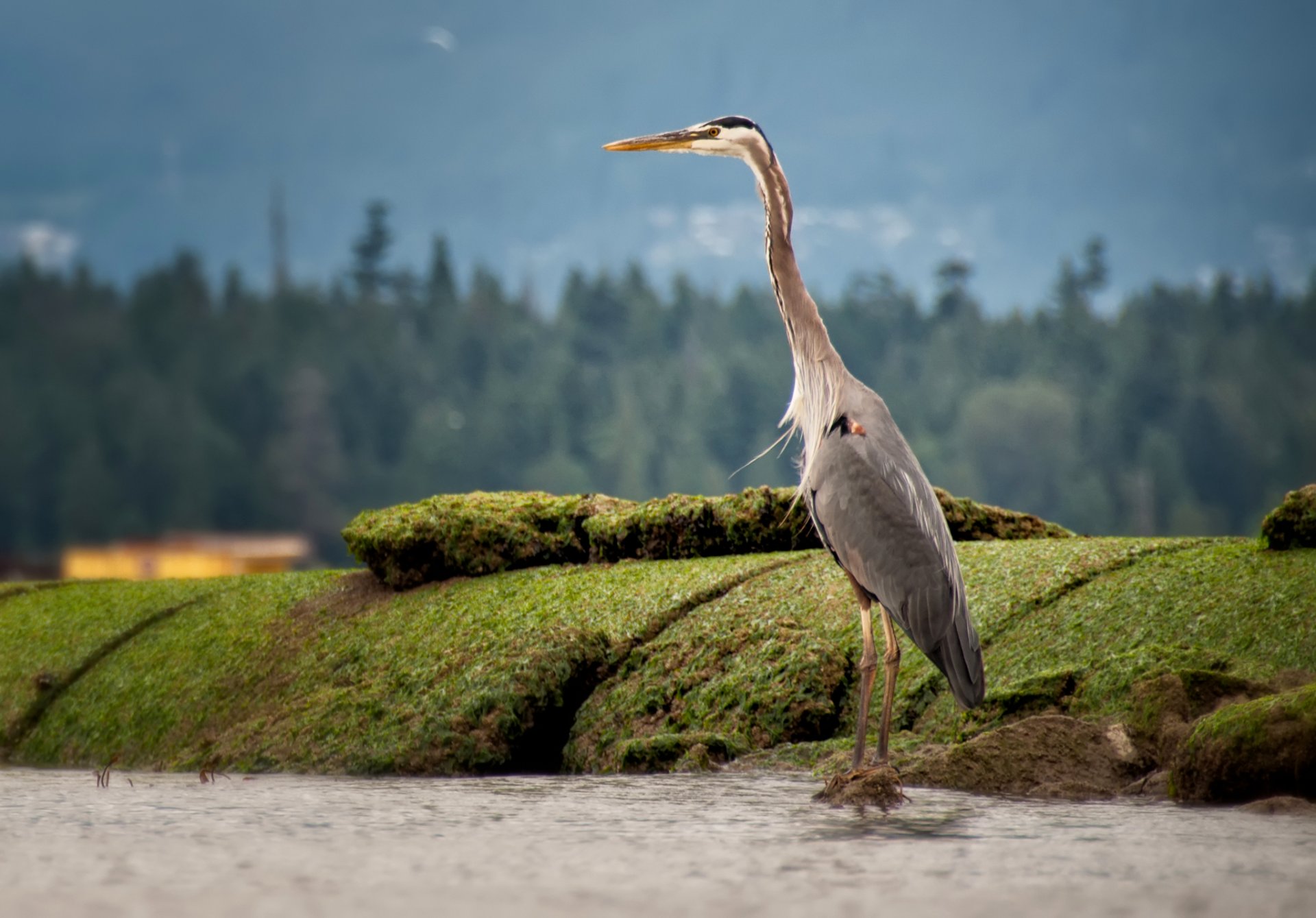 garza piedras musgo naturaleza pájaro pico