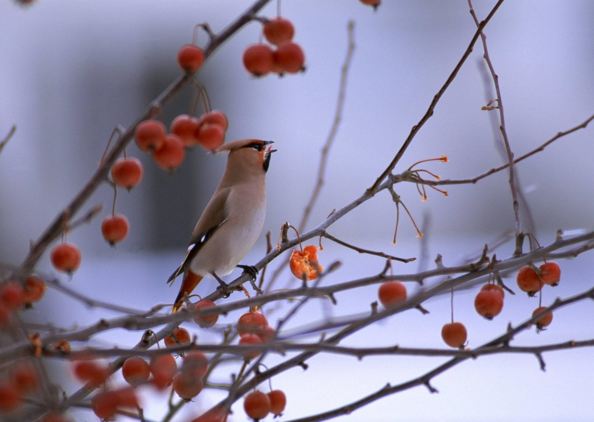 poultry bird branches berries waxwing