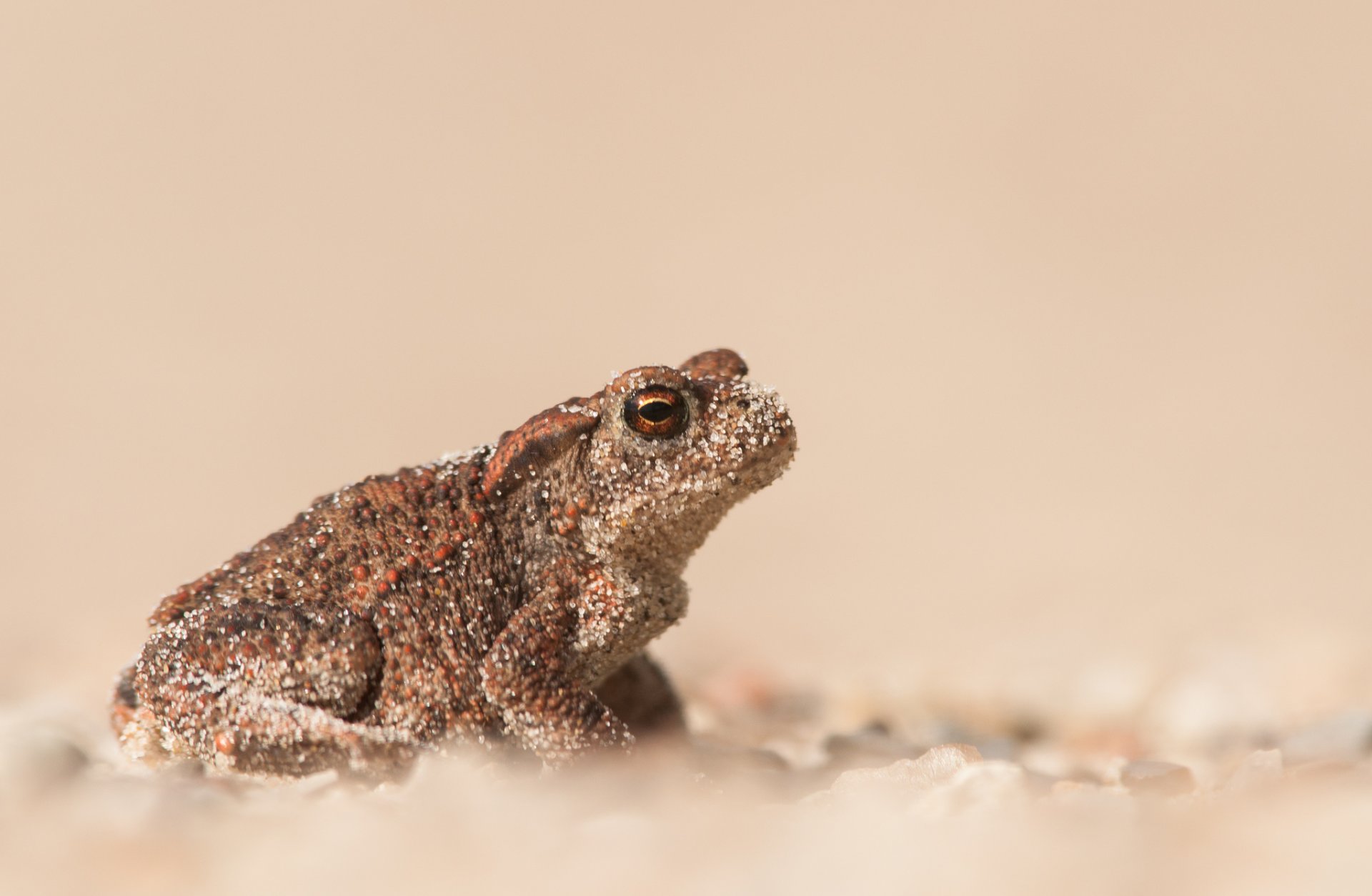 frog toad sand blur bokeh