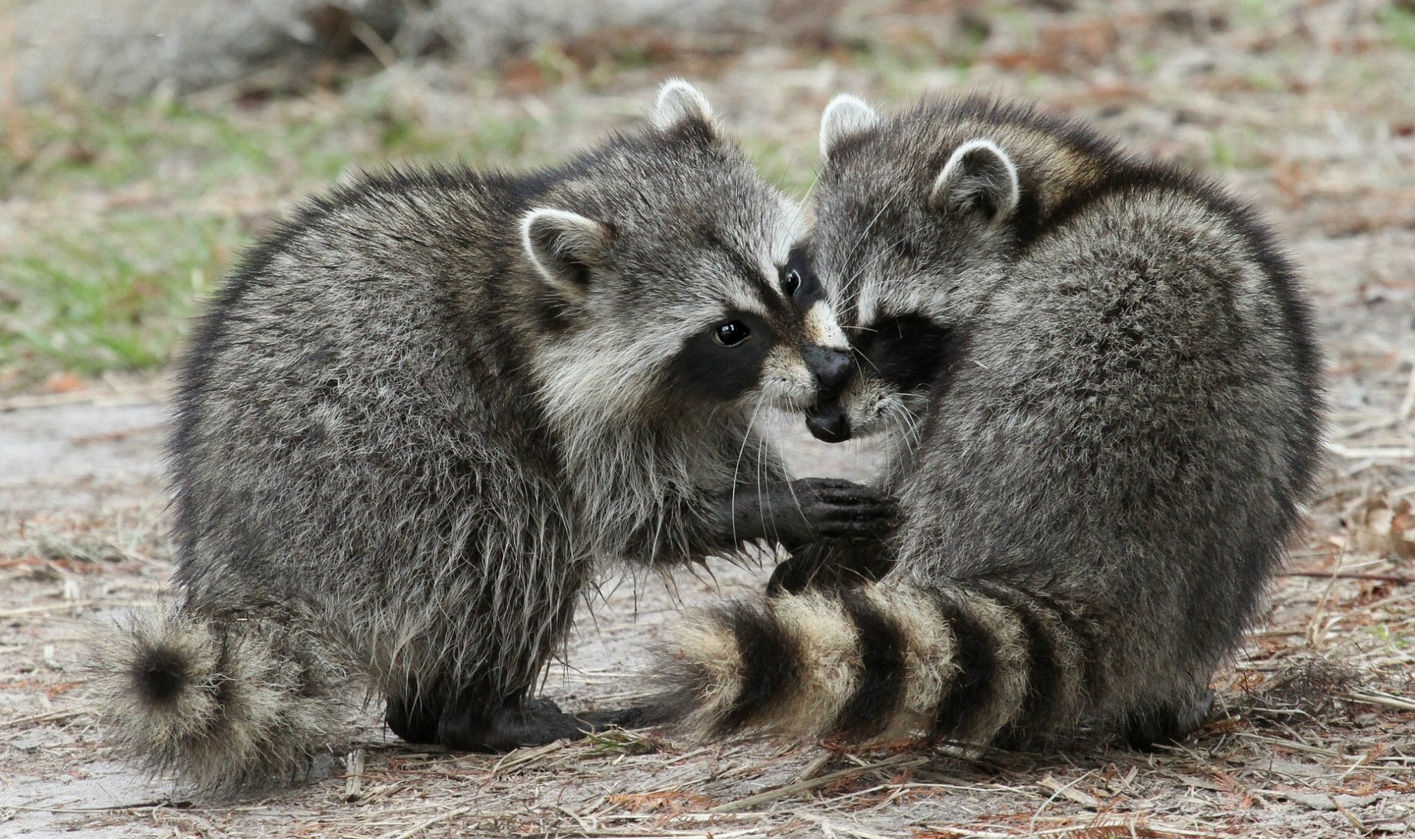 mapaches pareja coños