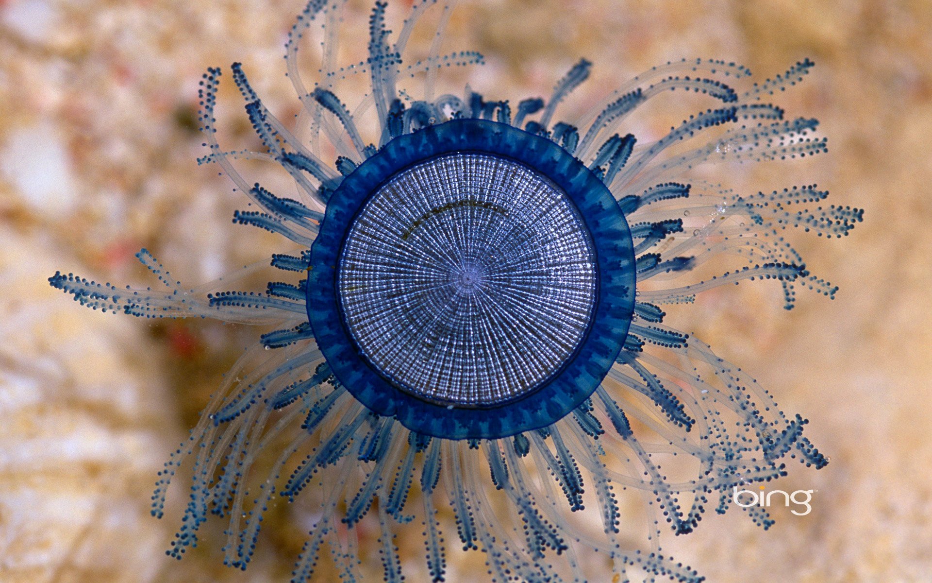 islas caimán caribe medusa mar océano