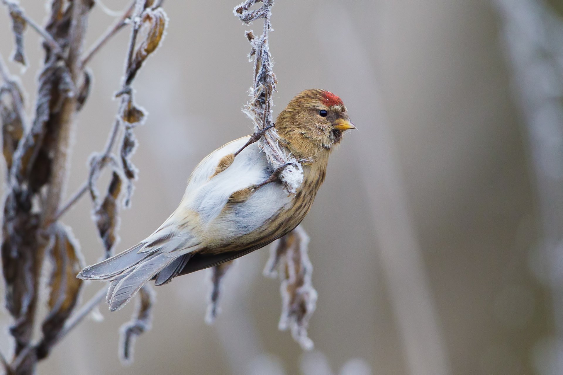 poultry tap dance branches frost winter january