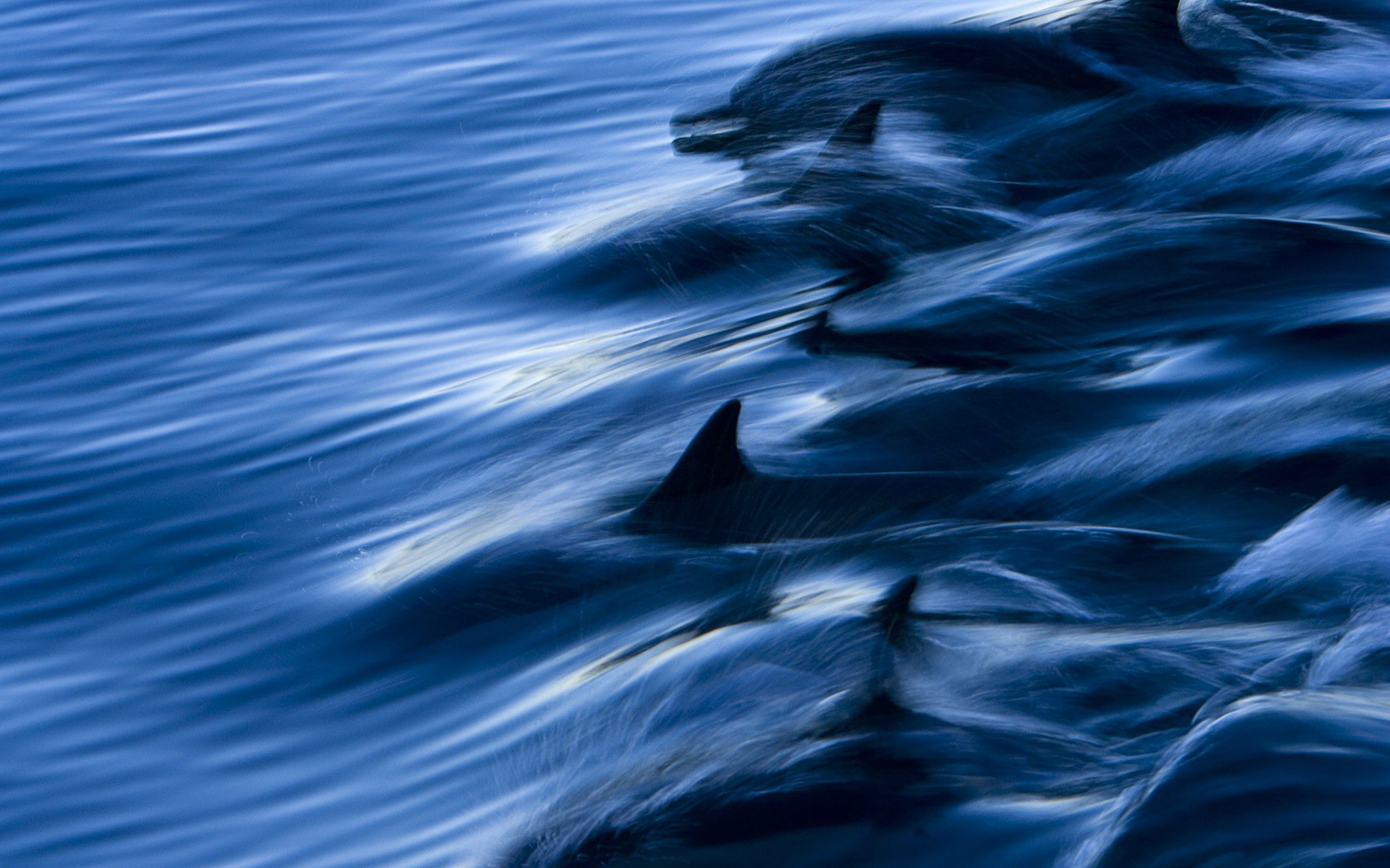 delfini acqua mare velocità spruzzi