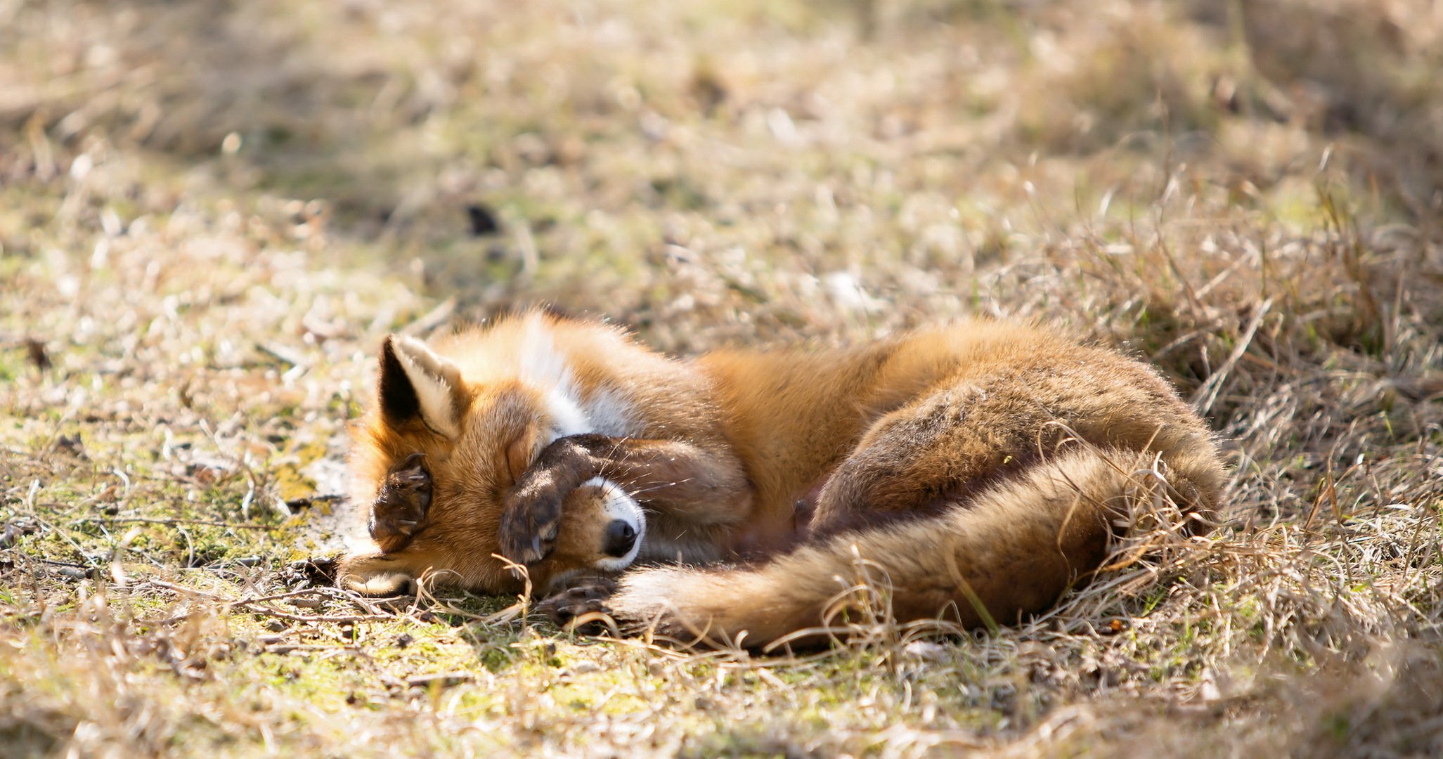 lis natura tło