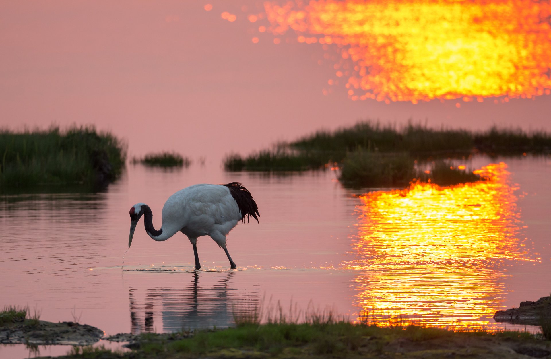 uccello gru lago riva erba alba mattina