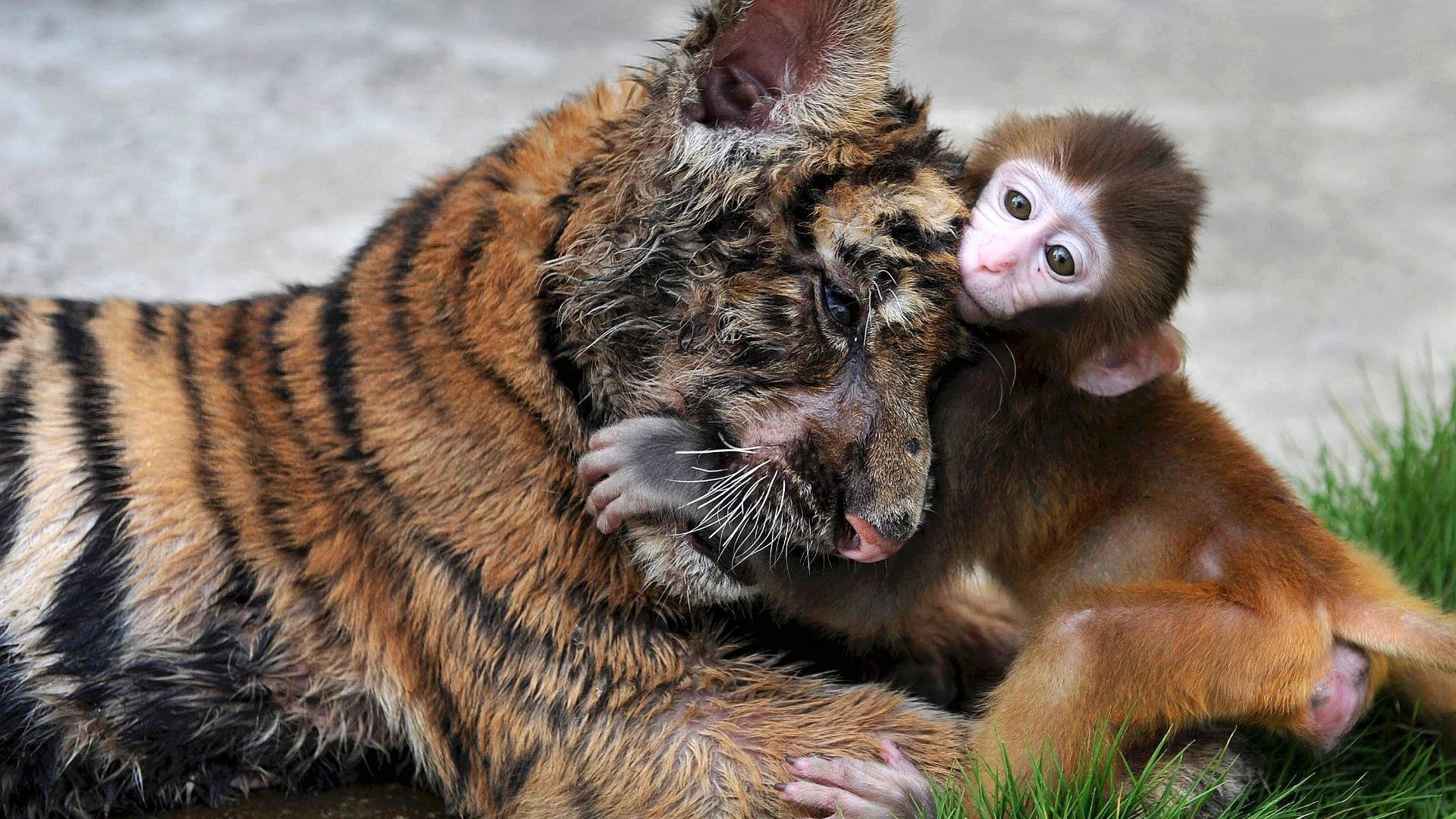 tigre singe étreindre dans herbe