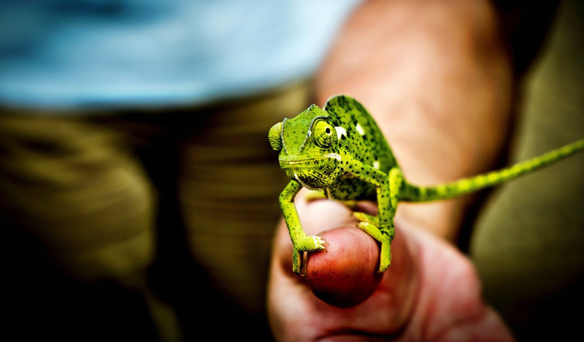 chameleon hand palm fingers eyes tail close up