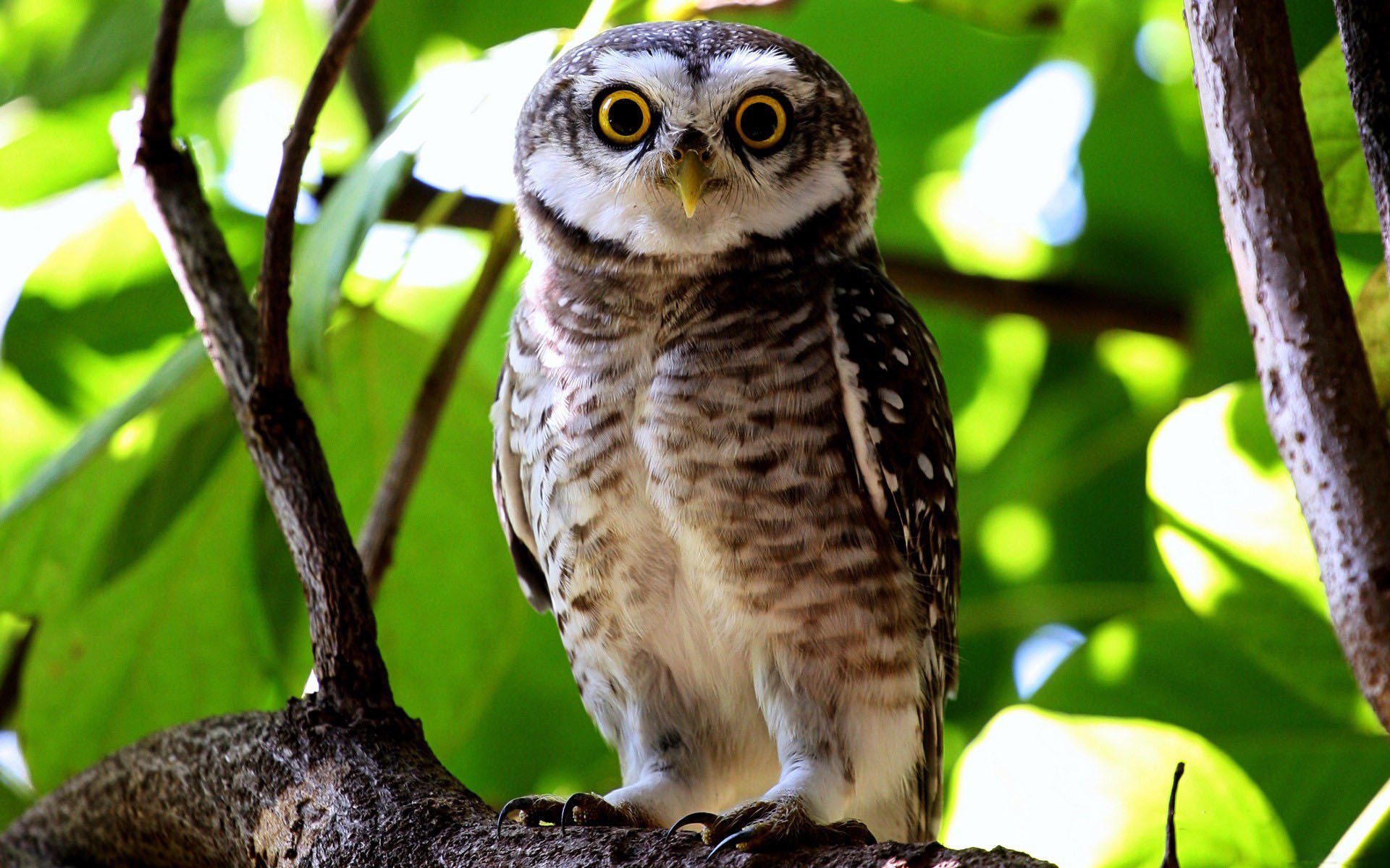 hibou vue branche feuilles