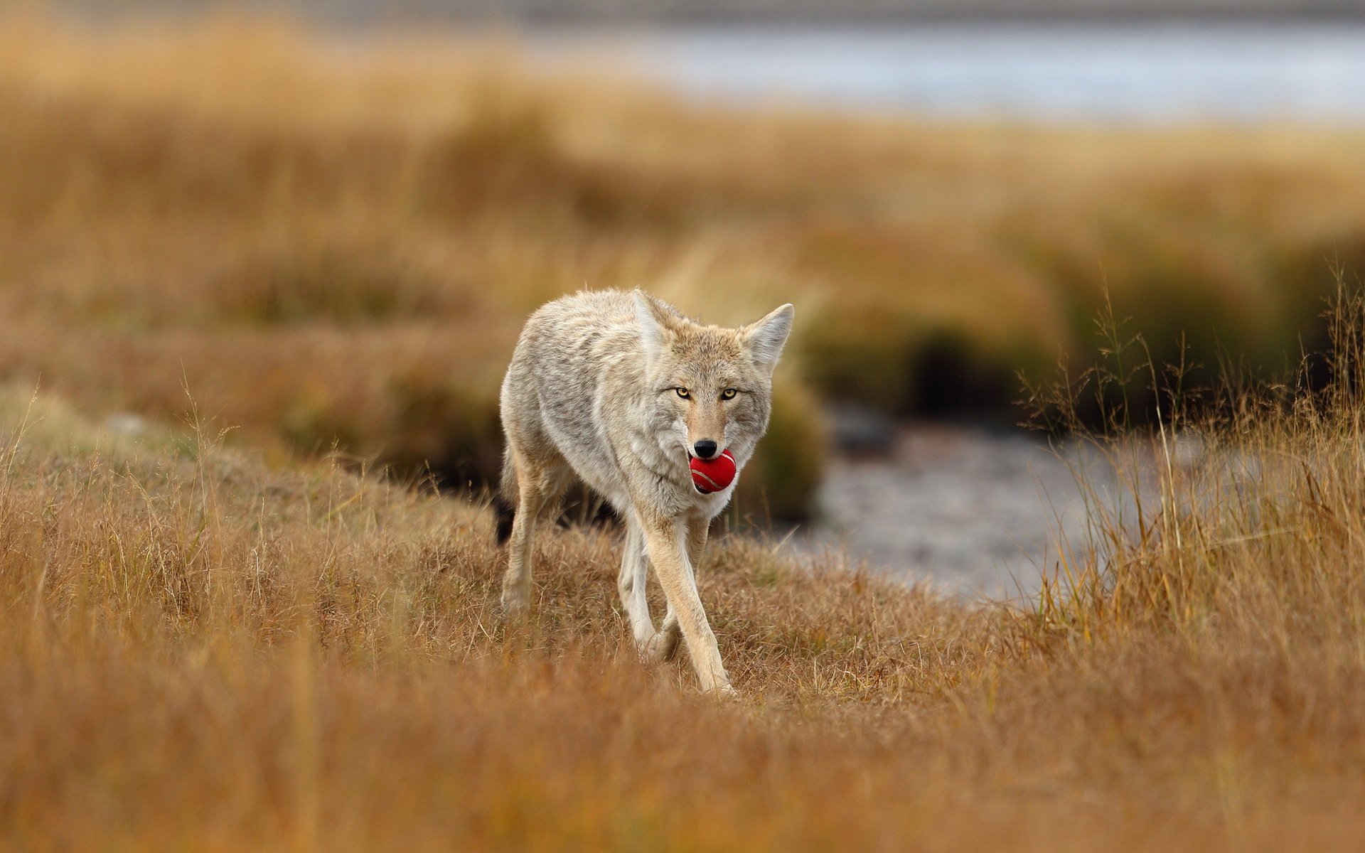 wilk piłka natura