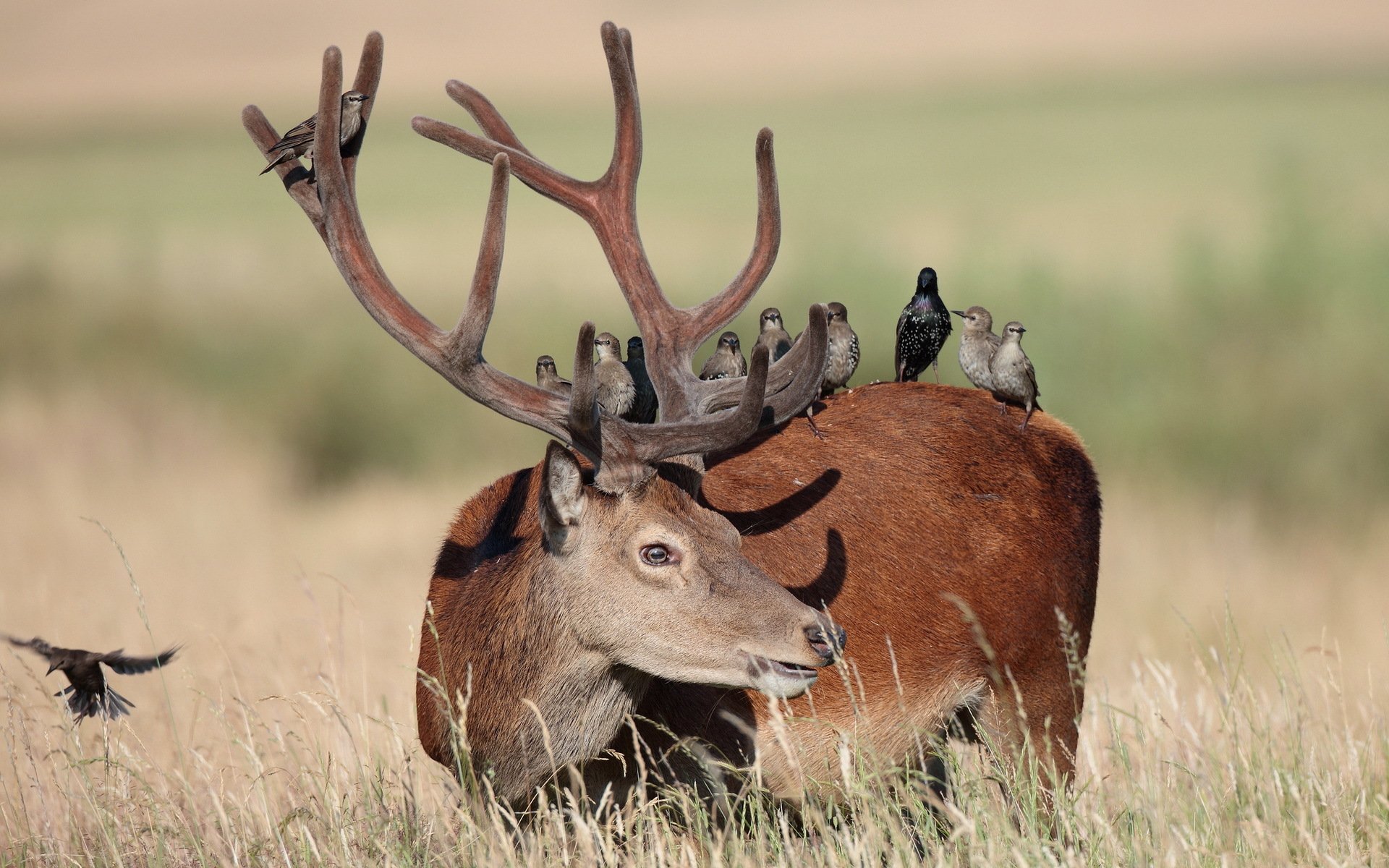 reindeer birds nature