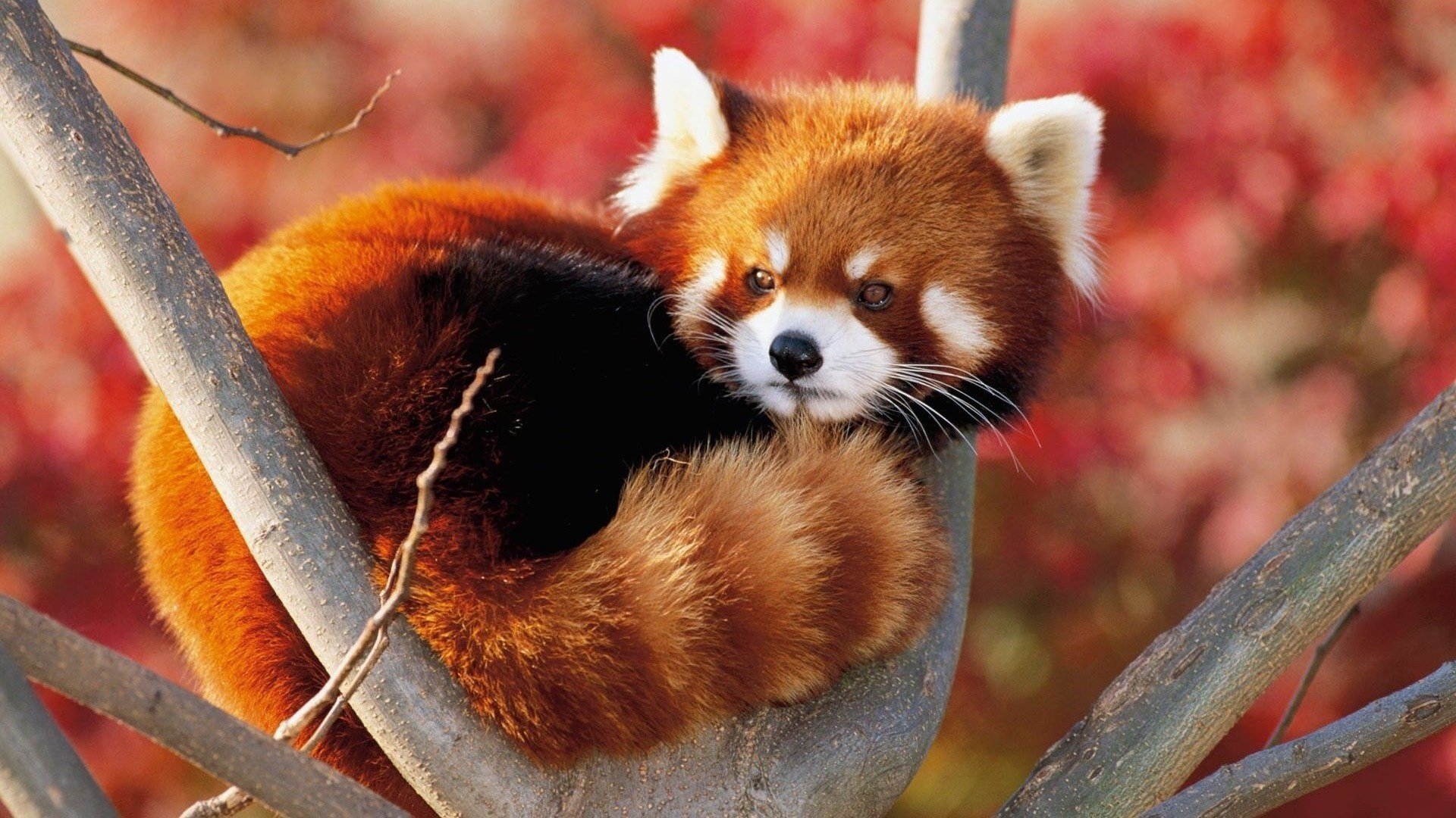 animals ginger red panda branch