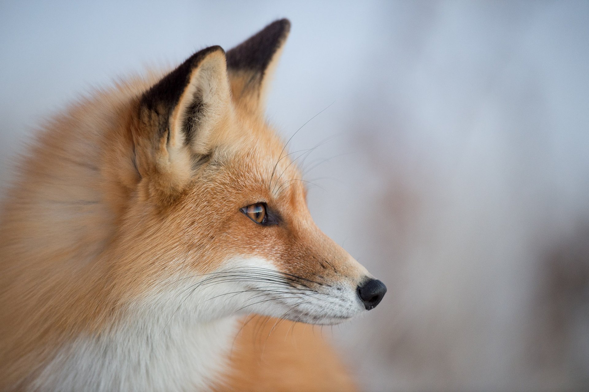 lis natura tło