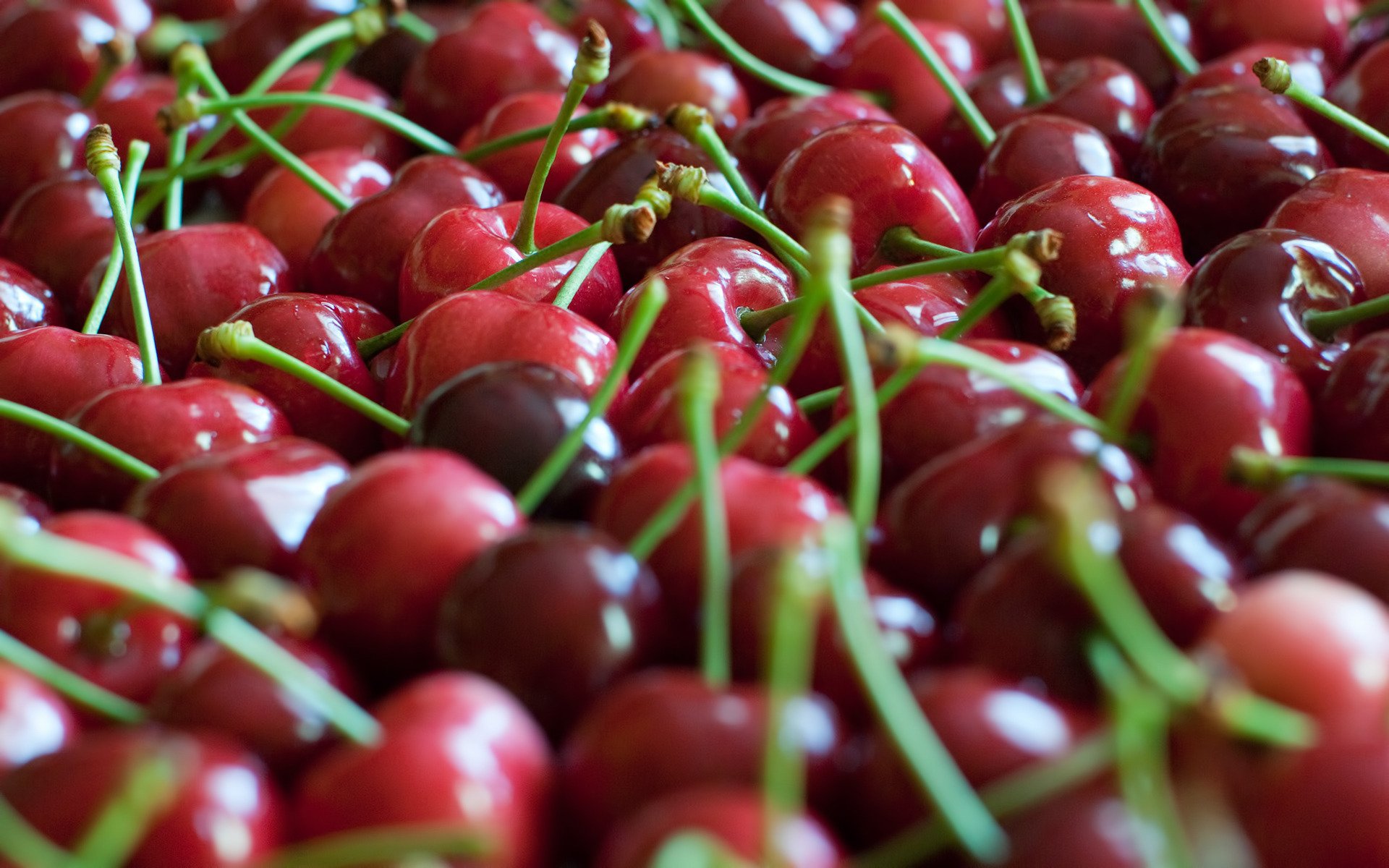 baies cerise beaucoup rouge mise au point