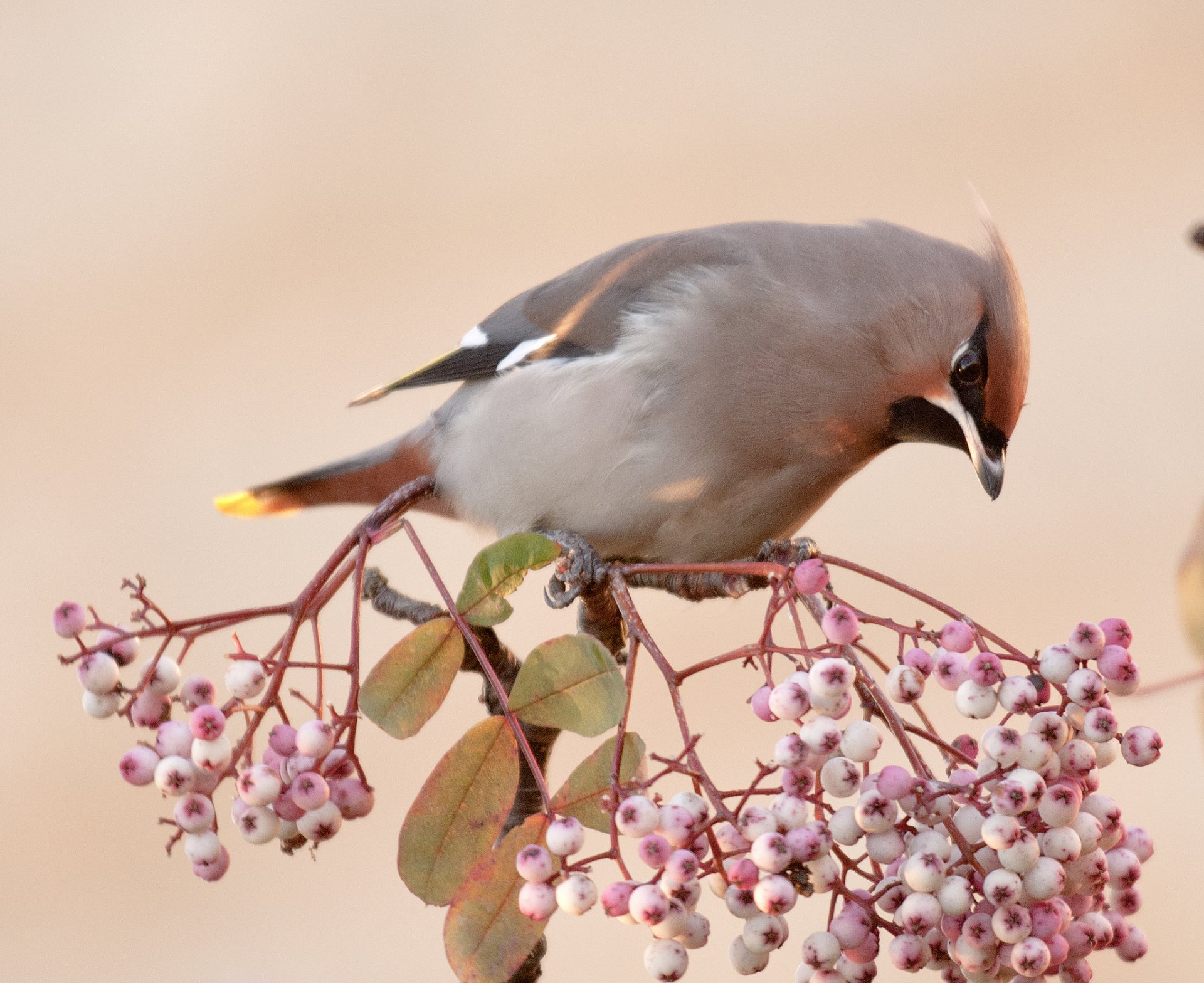 branche baies feuilles oiseau porc