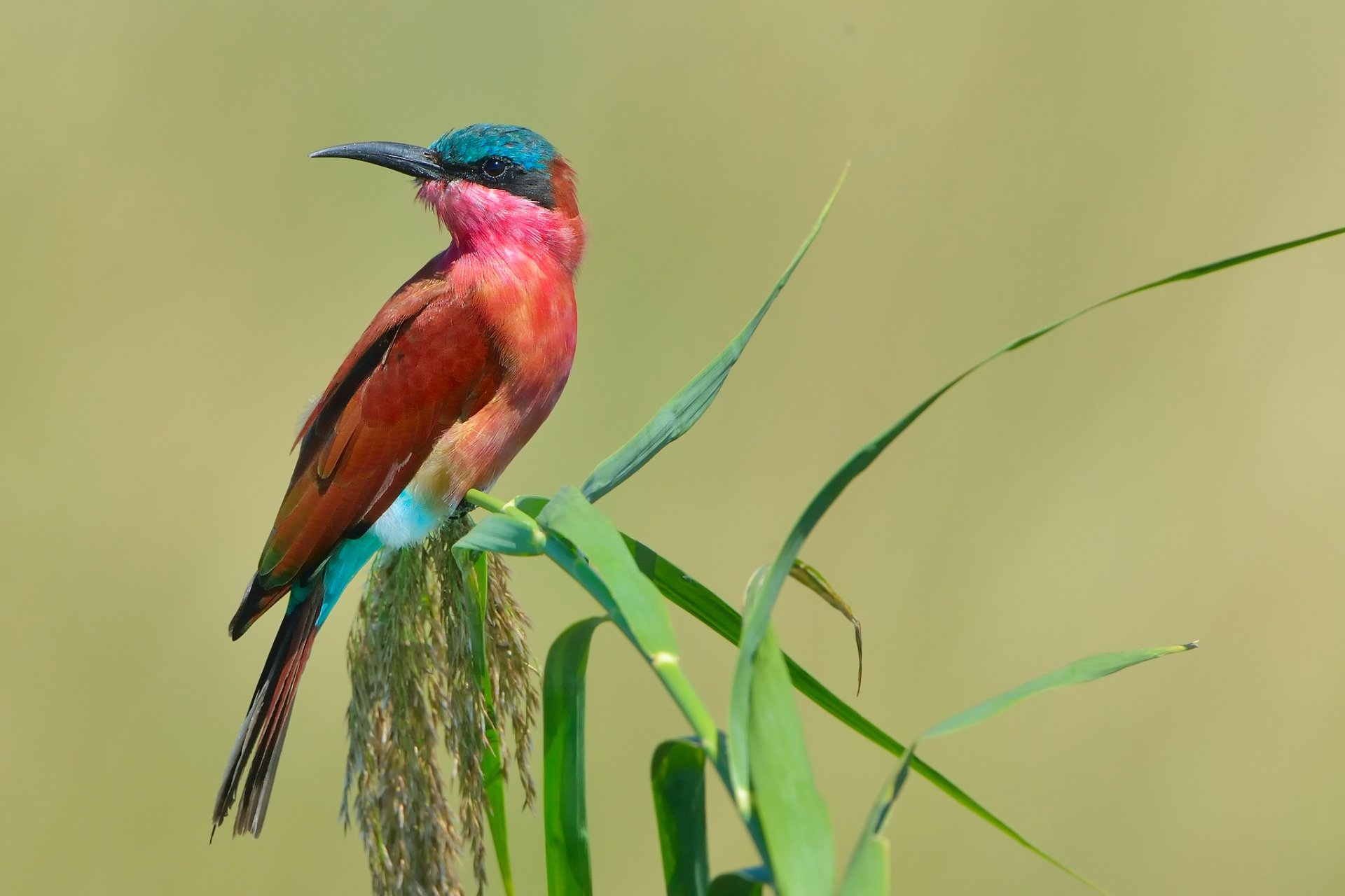 poultry pcheloedka bee-eater southern carmine bee-eater merops nubicoides formerly carmine bee-eater