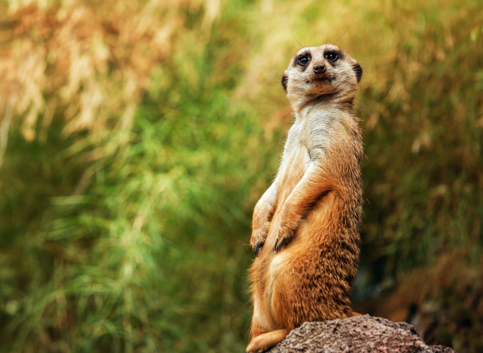 meerkat pose view background bokeh