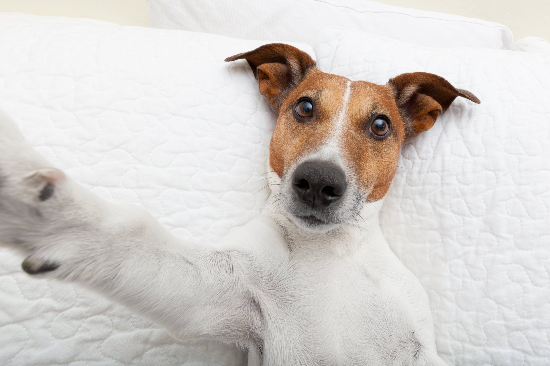 selfie pfote blick hund tiere