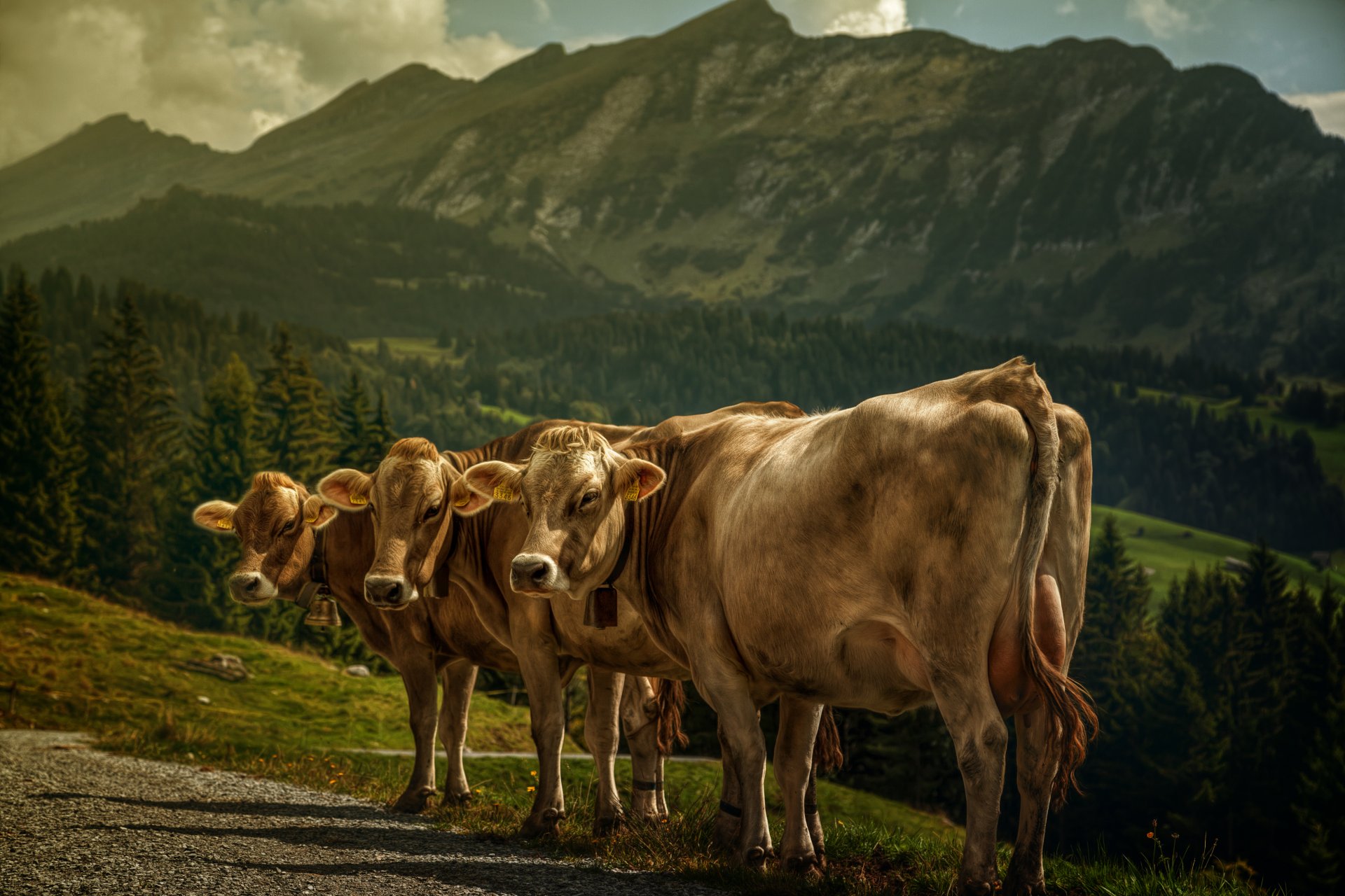 vaches montagnes paysage traitement