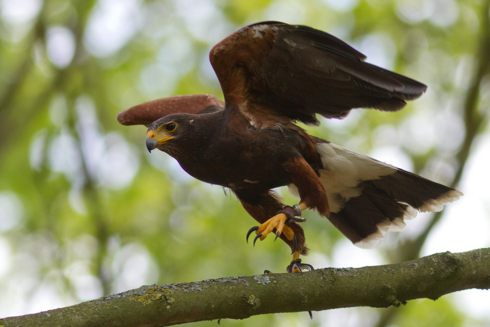 branche oiseau buse du désert décollage