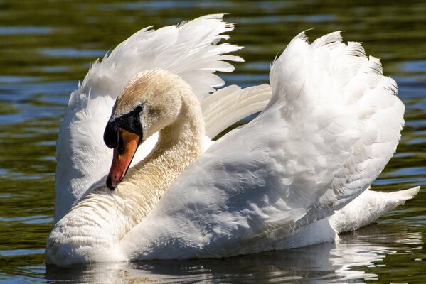 Precioso pájaro cisne con alas blancas