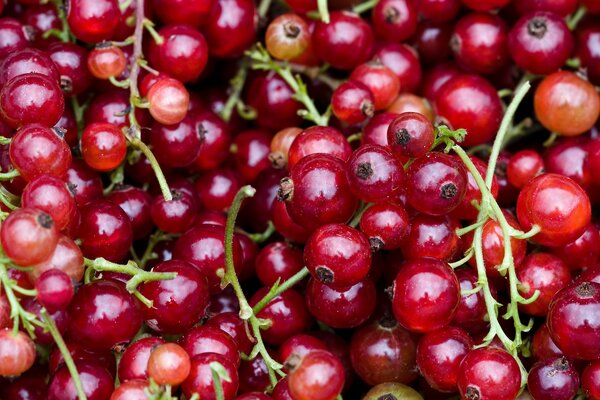 Rote Johannisbeere mit grünen Zweigen