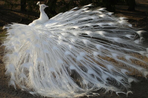 Der Pfau-Albino hat seinen schicken Schwanz aufgelöst