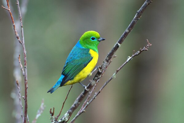 Pájaros alegría y música del bosque