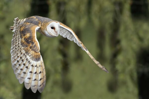 Der Vogel der Zipfelmütze fliegt in den Himmel