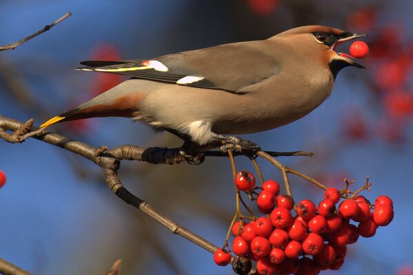 Ein Vogel hält eine rote Eberesche im Schnabel