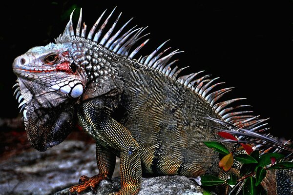 Iguana lagarto sentado en una piedra tiene diferentes colores