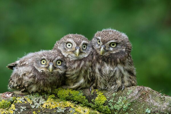 Three owls snuggled up to each other