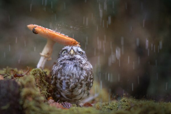 Lustiges Küken versteckt sich unter dem Regenschirm eines Pilzes vor dem Regen