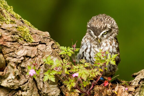 Birds of prey in the world and on earth