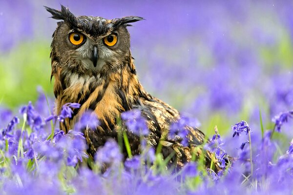 Il gufo reale si nasconde sotto la pioggia nei fiori di campo