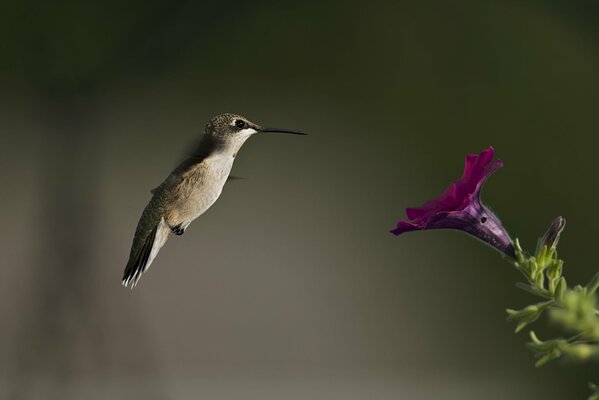 Uccello colibrì e fiore di petunia